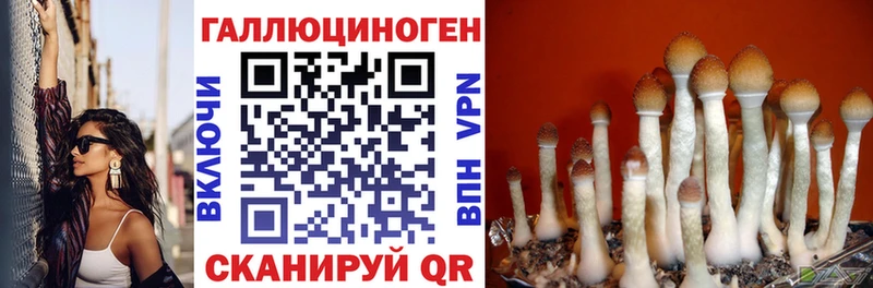 купить наркотик  Питкяранта  кракен маркетплейс  Псилоцибиновые грибы прущие грибы 